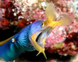 Blue ribbon eel taken with an Olympus c-3040z camera and ... by Siew Ling Chang 